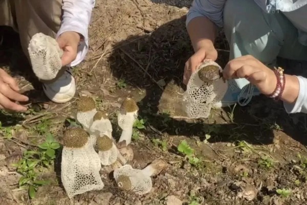 竹荪的泡发方法，用盐水或温水浸泡