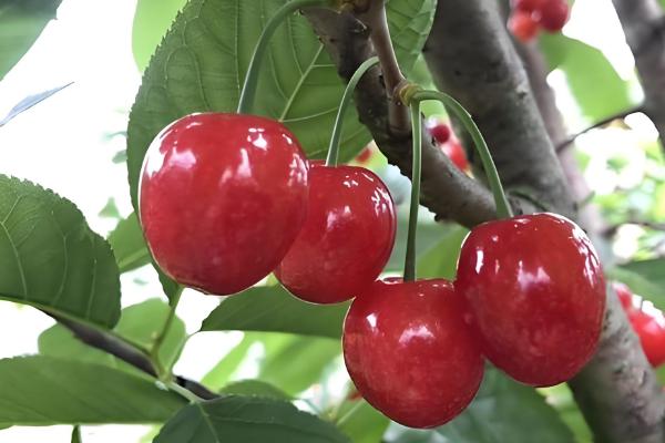 瑞德大樱桃的简介，从美国引进属于中早熟品种