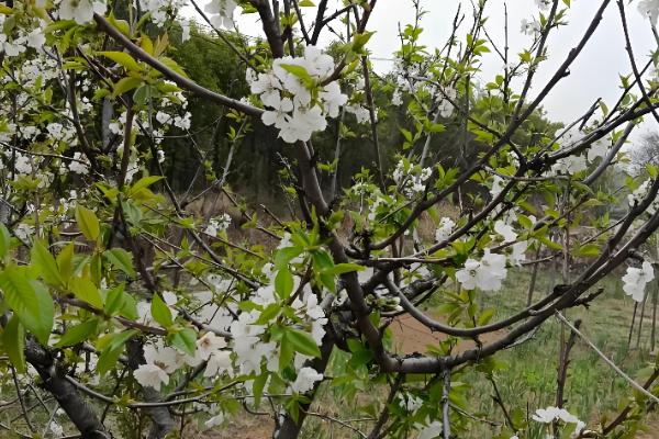 瑞德大樱桃的简介，从美国引进属于中早熟品种