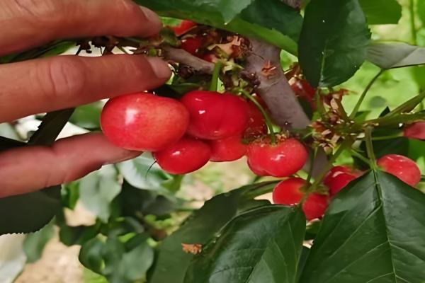 瑞德大樱桃的简介，从美国引进属于中早熟品种