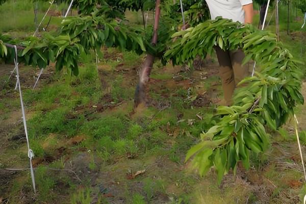 瑞德大樱桃的简介，从美国引进属于中早熟品种