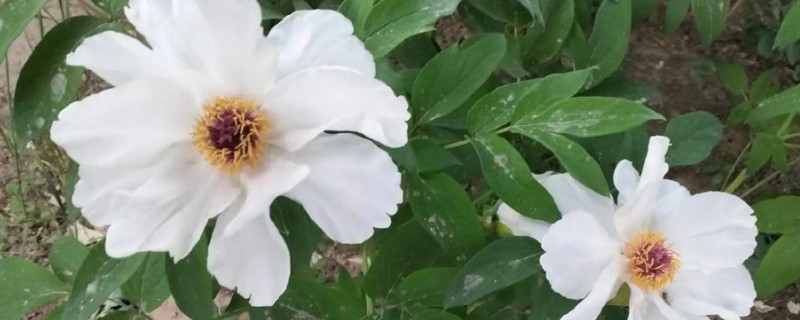 怎么养油牡丹，适宜生长在湿润的环境下