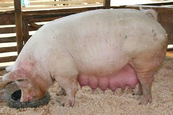 母猪生产所需时间,分娩时间是2-6小时左右