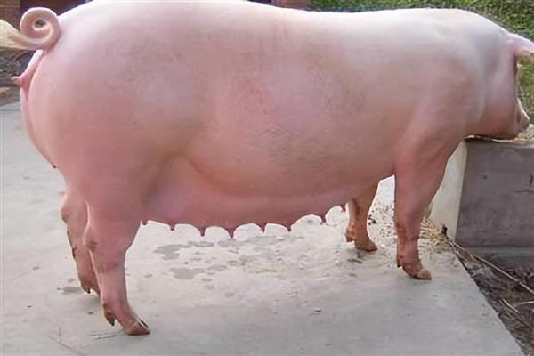 母猪生产所需时间,分娩时间是2-6小时左右