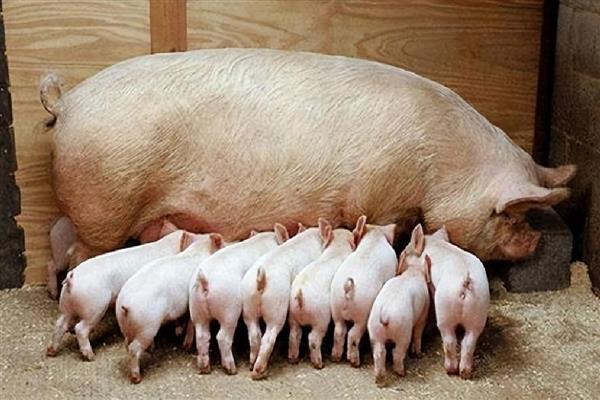 母猪生产所需时间,分娩时间是2-6小时左右