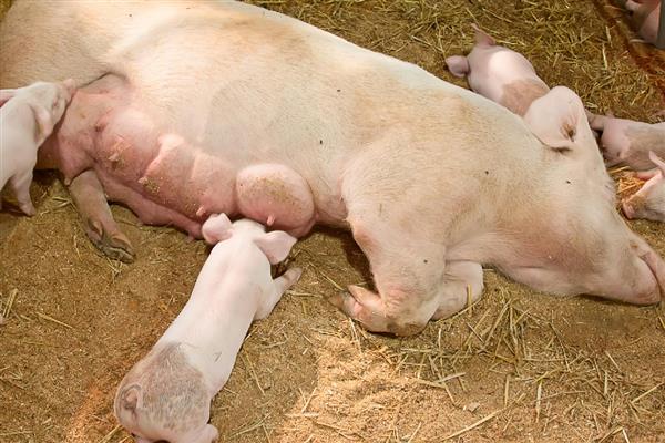 母猪生产所需时间,分娩时间是2-6小时左右