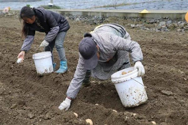 土豆如何施肥,施肥时应以施入有机肥为主