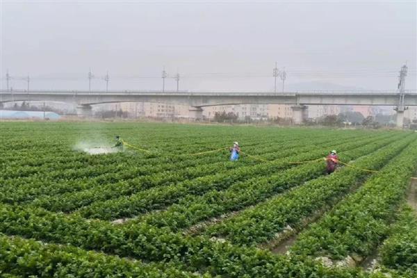 土豆如何施肥,施肥时应以施入有机肥为主