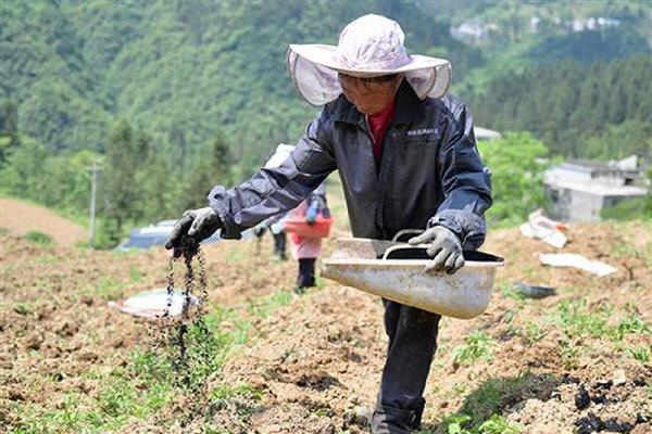 土豆如何施肥,施肥时应以施入有机肥为主