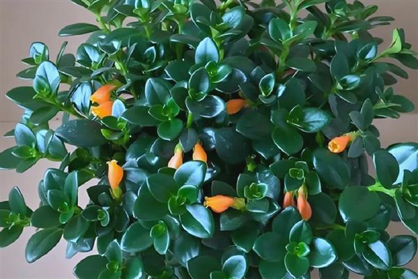 金鱼花的养殖方法,把温度控制在16-26℃