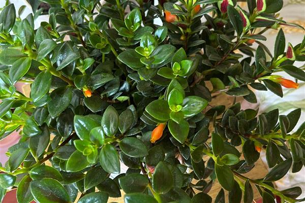 金鱼花的养殖方法,把温度控制在16-26℃