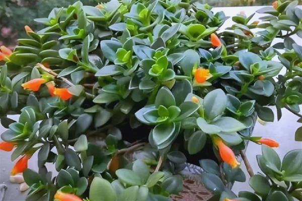 金鱼花的养殖方法,把温度控制在16-26℃