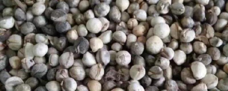 乌桕种子浸泡催芽的方法，放在温水中浸泡8-9个小时