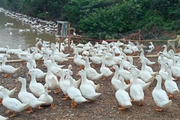 肉鸭的营养需要,需要蛋白质和氨基酸