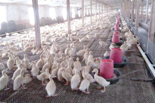 肉鸭的营养需要,需要蛋白质和氨基酸