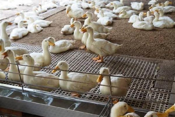 肉鸭的营养需要,需要蛋白质和氨基酸