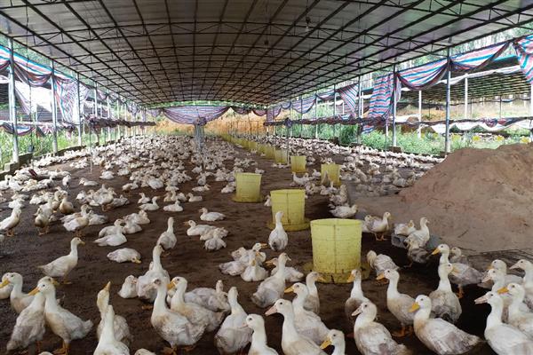 肉鸭的营养需要,需要蛋白质和氨基酸