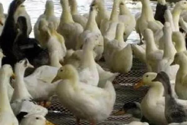 肉鸭的营养需要,需要蛋白质和氨基酸