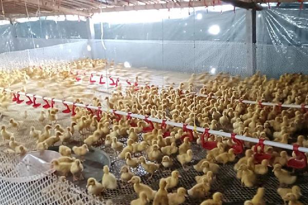 肉鸭的营养需要,需要蛋白质和氨基酸