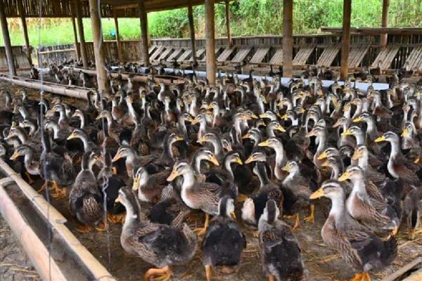 肉鸭的营养需要,需要蛋白质和氨基酸