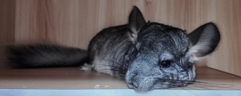 龙猫食毛症有什么表现，喜欢啃咬自己或同类的毛发