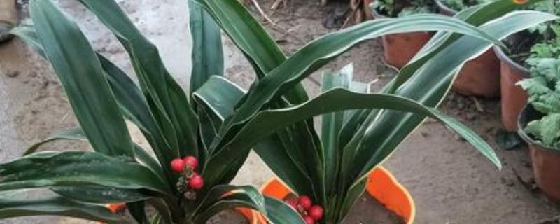 万年青植物的种类，常见的有中华万年青、广东万年青等