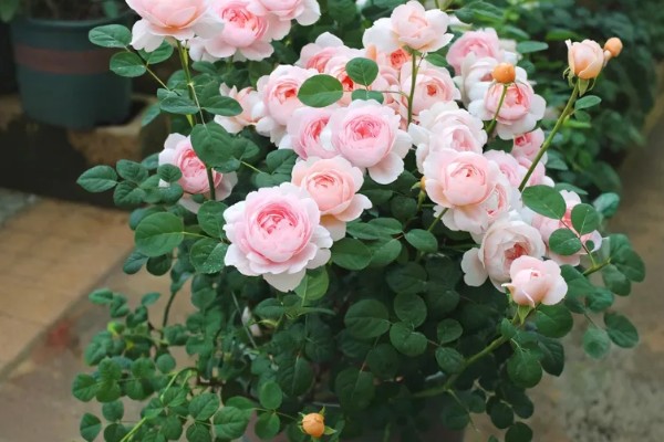 瑞典女王月季的养殖方法，生长盛期每个月追施一次复合肥