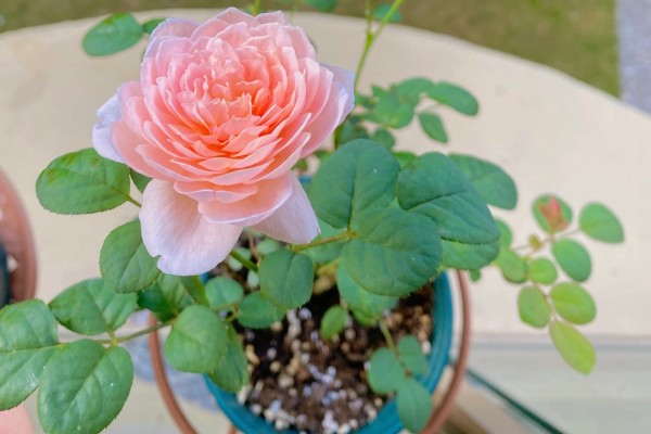 瑞典女王月季的养殖方法，生长盛期每个月追施一次复合肥