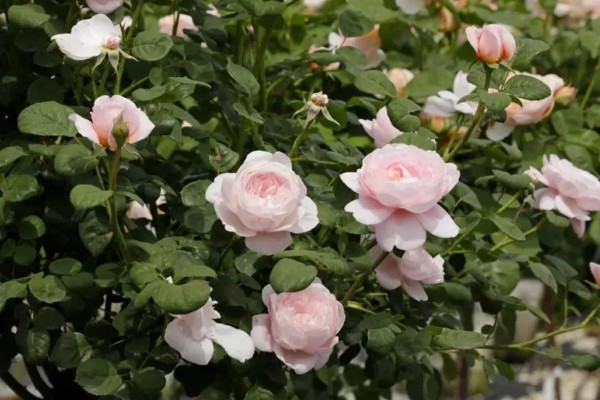 瑞典女王月季的养殖方法，生长盛期每个月追施一次复合肥