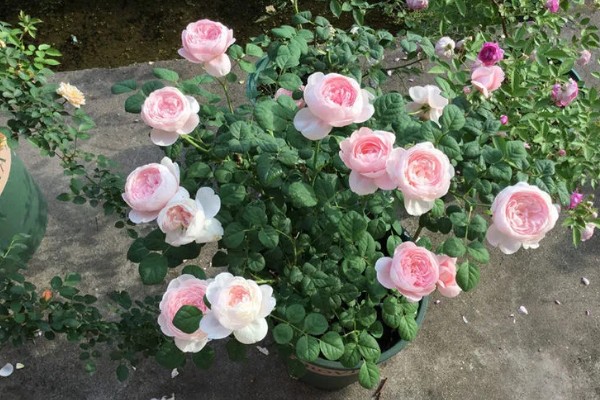 瑞典女王月季的养殖方法，生长盛期每个月追施一次复合肥