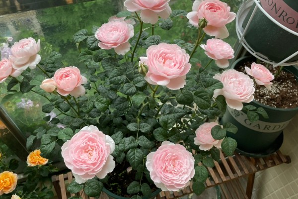 瑞典女王月季的养殖方法，生长盛期每个月追施一次复合肥