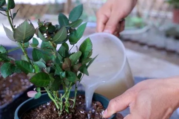 瑞典女王月季的养殖方法，生长盛期每个月追施一次复合肥