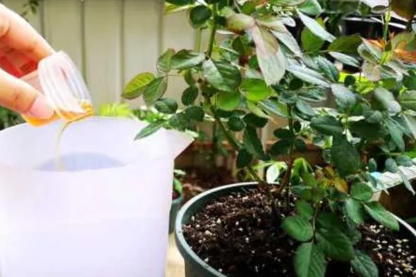 瑞典女王月季的养殖方法，生长盛期每个月追施一次复合肥