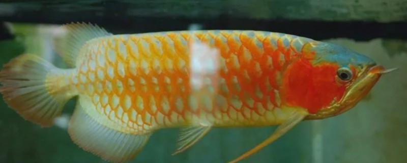 1米2长60厘米宽的缸能养龙鱼吗，是可以养银龙鱼的