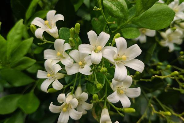 夜来香能晒吗，可以晒