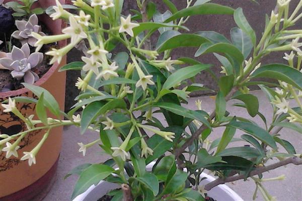 夜来香能晒吗，可以晒