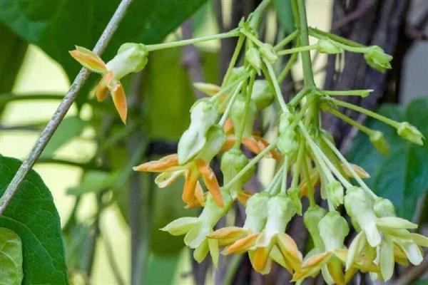 夜来香能晒吗，可以晒