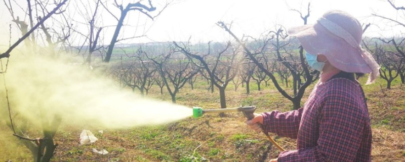 开春清园打哪种药,打噻霉酮、毒死蜱等