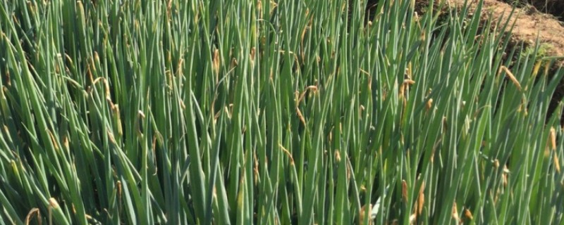 大葱低于多少度就不长，零下5℃就不长了