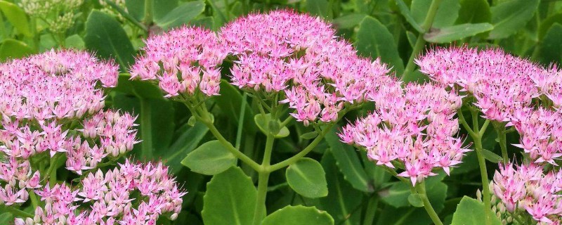 八宝景简介，一般是指八宝