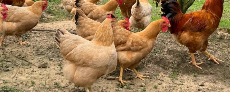 土鸡的体重，会随着周龄的增加而增长