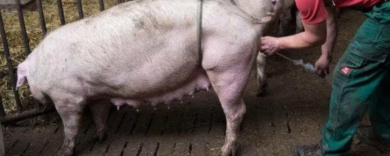 给母猪授精要注意什么，输精剂量不低于20毫升