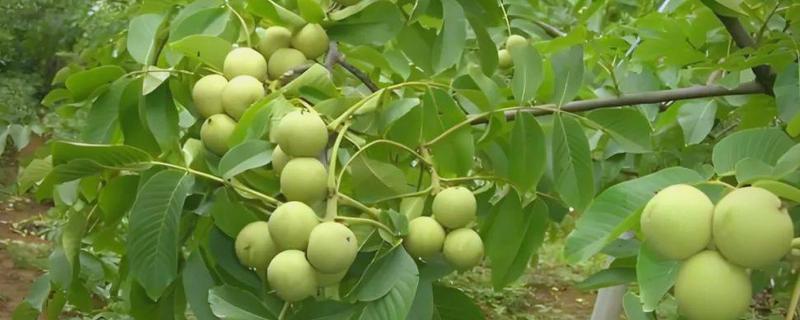 核桃夏季土肥水管理方法,追肥以速效性肥料为主