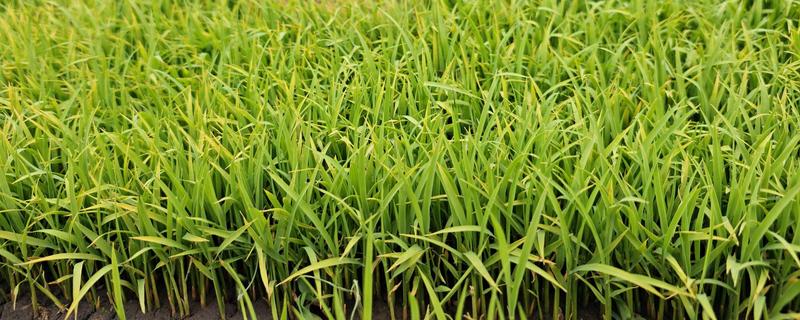 秧跟草有什么区别，其叶脉和叶舌均不同