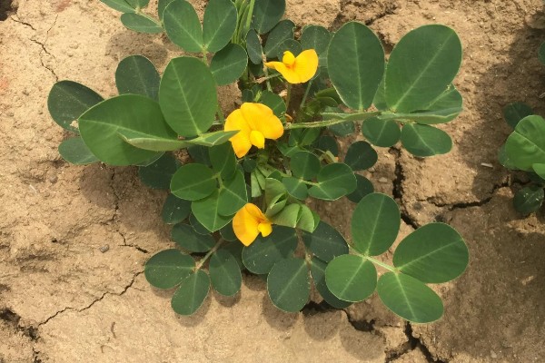 花生秧的简介，属于落花生的茎叶