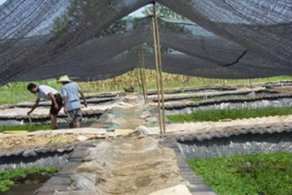 花生秧的简介，属于落花生的茎叶