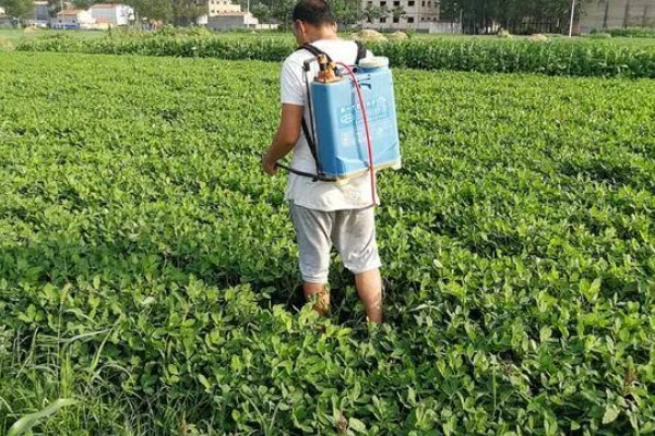 花生秧的简介，属于落花生的茎叶