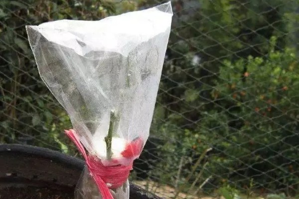 金桔剪枝剪光了还可以发芽吗，是可以长出新芽的