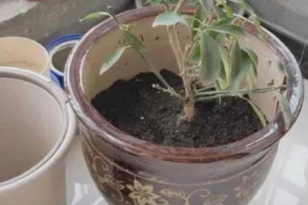 金桔剪枝剪光了还可以发芽吗，是可以长出新芽的