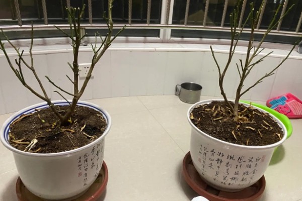 金桔剪枝剪光了还可以发芽吗，是可以长出新芽的